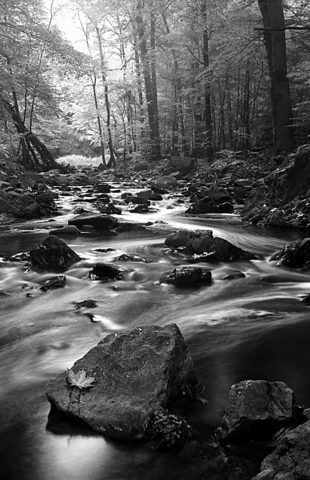 Pełcznica w Książańskim Parku Krajobrazowym. Fot. Maciej Narczyński