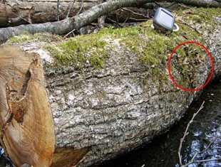 Ols w Puszczy Białowieskiej, kwiecień 2010. Zniszczony przez wycięcie drzewa okaz reliktowego porostu wymagającego ochrony strefowej – Granicznika płucnika lobaria pulmonaria. Fot. Adam Bohdan