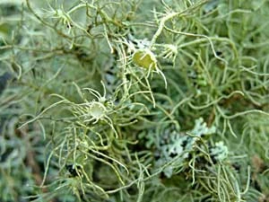 Usnea sp. Fot. Adam Bohdan