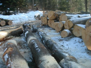 Wycinka wiekowych buków w wydzieleniu 181-B strefy ochrony uzdrowiskowej Iwonicza-Zdroju. Fot. Wspólny Las