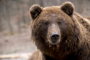 Niedźwiedź brunatny także jest zagrożony wyginięciem. Fot. bodsa, Pixabay