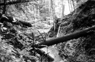 Potok w rezerwacie Krępak. Fot. Karolina Bielenin