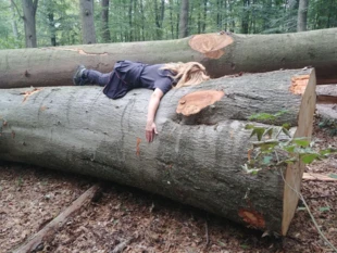 Ścięty 170-letni buk o wymiarach pomnikowych (330 cm w obwodzie) w Puszczy Bukowej. Fot. Paweł Herbut