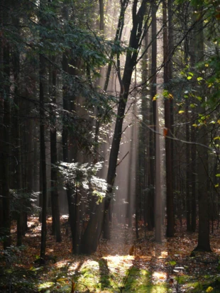Wyżynny bór jodłowy. Fot. Łukasz Misiuna