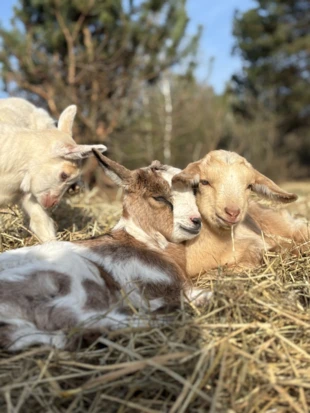 Młode przeżuwacze. Fot. Anna Korn-Barcikowska
