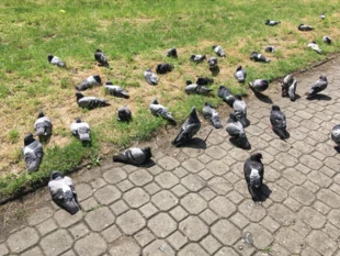 Gołębi plażing – gołębie lubią zażywać kąpieli słonecznych. Fot. Tomasz Plasa