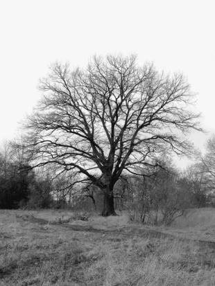 Strażnik Lasu w Straszowie. Fot. Jacek Corn
