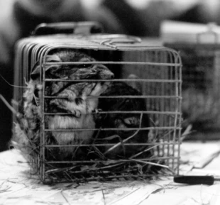 Fot. Archiwum Ośrodka Działań Ekologicznych Źródła