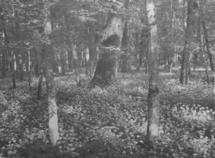 Puszcza Białowieska. Fot. Krzysztof Wojciechowski