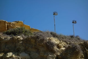 
Klatki ze złapanymi ptakami wystawione jako przynęta na upalnym słońcu, Manikata (zachodnie wybrzeże Malty), listopad 2016. Fot. Barbara Grzebulska
