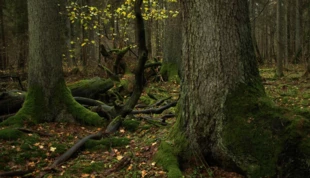 Puszcza Białowieska, rezerwat ścisły, 2017 roku. Fot. Beata Hyży-Czołpińska