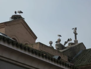 Bociany w Alcala de Henares, żerujący tylko na pobliskim wysypisku śmieci. Fot. Zuzanna Agnieszka Jagiełło