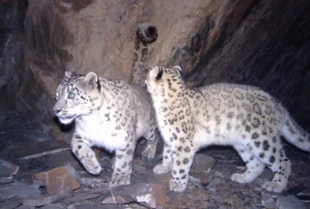 Irbisy świetnie maskują się na tle skał i wykorzystując rozmaite kryjówki. Fotopułapki są często najlepszym sposobem na udokumentowanie ich obecności. Fot. Shan Shui / Snow Leopard Trust