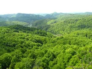 Szeroko siniały wokół lasy, gęste i nieprzebyte, i z rzadka tylko między nimi jaśniała połonina. Fot. Krzysztof Wojciechowski