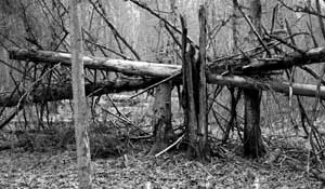 Puszcza Białowieska. Fot. Janusz Korbel