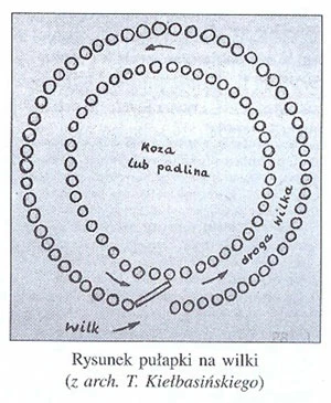 
Pułapka na wilki złożona była z dwóch koncentrycznych okręgów, zbudowanych z okrąglaków wbitych w ziemię. Okrąg zewnętrzny miał promień ok. 4 m, a wewnętrzny ok. 3,5 m. Między okręgami był korytarzyk, do którego z zewnątrz prowadziły uchylone do środka drzwiczki. W samym środku była padlina. Wilk wchodził do korytarzyka i idąc w koło, zamykał drzwiczki. Pułapka na wilki – rysunek z archiwum Tadeusza Kiełbasińskiego (źródło: Magury`08, s. 21 (SKPB, Warszawa 2008
