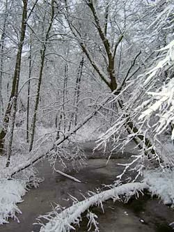 Puszcza Białowieska. Fot. Adam Bohdan