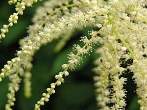 Fot. Andrzej Śliwiński