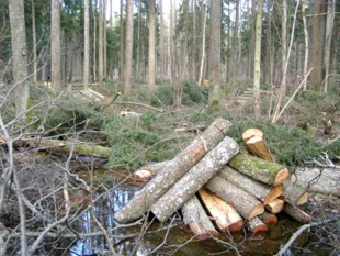 Ta i kolejne fotografie: Ols w Puszczy Białowieskiej, kwiecień 2010. Siedlisko szeregu zagrożonych gatunków: m.in. dzięcioła białogrzbietego, zgniotka cynobrowego, pachnicy dębowej i granicznika płucnika. Fot. Adam Bohdan