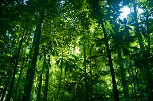 
Wycinanie dżungli tropikalnej i zamieniana jej na pola uprawne lub pastwiska dowodzi naszej całkowitej bezmyślności. ben britten, flickr.com.
