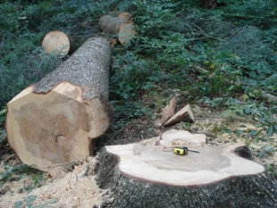 Wycinka na obszarze Natura 2000, Rymanów PLH 180016, 2022 r. Fot. Wspólny Las