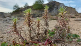 Dąbrówka żółtokwiatowa Ajuga chamaepitys. Fot. Łukasz Misiuna