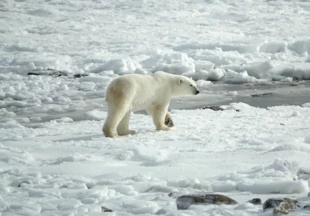 Już nie polowania, ale zmiany klimatu są głównym zagrożeniem dla niedźwiedzi polarnych. Fot. mtanenbaum, Pixabay