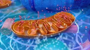 Mitochondria w naszych komórkach są żywym dowodem na potwierdzenie seryjnej endosymbiozy. Fot. Freepik