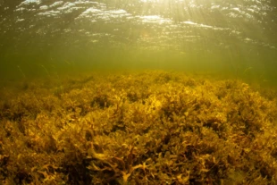 Powrót po blisko 50 latach – podwodna łąka dryfującego morszczynu w Zatoce Puckiej, czyli mini morze Sargassowe. Zniszczone przez człowieka siedlisko po wielu latach zaczęło się samoistnie odbudowywać, ale tu akurat czynna pomoc jest możliwa, import morszczynu z sąsiednich krajów, gdzie jest go tam pod dostatkiem. Fot. Piotr Bałazy, IOPAN