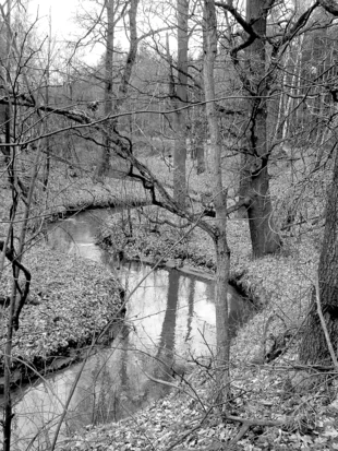 Złota Struga. Fot. Jacek Corn