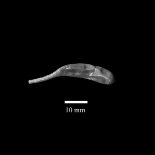 
Głębinowy, nieprzyjemnie wyglądający sikwiak Nephasoma eremita, żywego, widziało na własne oczy może kilkanaście osób. Pytanie „po co to żyje” można by zadać każdemu z kilkunastu milionów gatunków zamieszkujących naszą biosferę, ale w końcu trzeba będzie spojrzeć w lustro i zadać je sobie. Fot. Monika Kędra, IOPAN
