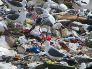 Mewy i bociany żerujące na wysypisku śmieci w Hiszpanii. Fot. Zuzanna Agnieszka Jagiełło