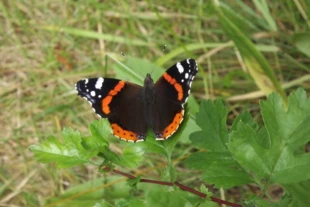 Ten piękny okaz rusałki admirała, nie jest po prostu ładnym motylem. „Róża jest różą, jest różą” ten słynny cytat z Gertrudy Stein wzywający do: „traktujmy rzeczy takimi jakie są” nie oddaje współczesnego rozumienia przyrody. Róża nie jest po prostu różą, jest za to częścią wzajemnie powiązanych zjawisk – od opadu deszczu, przez mikroelementy w glebie, pasożyty, gatunki wspomagające, cały mikrobiom, który może stanowić znaczną część masy róży, aż po człowieka, który w najróżniejszy sposób wpływa na tę konkretną istotę i cały jej gatunek. Fot. Jan Marcin Węsławski