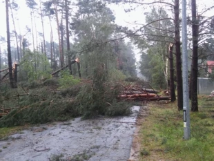 
Lasy gospodarcze w Polsce są szczególnie narażone na ekstremalne zjawiska pogodowe. Fot. Piotr Skubała
