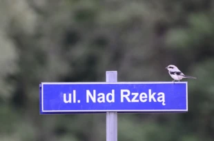 Srokosz. Dzierzba dobrze się czująca tradycyjnym krajobrazie rolniczym. Fot. Michał Daniszewski
