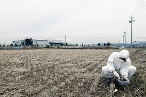Ekspertka Greenpeace Nikki Westwood pobiera próbkę ziemi z obrzeży Fukushimy. Greenpeace podjął się monitorowania skażenie ziemi i produktów spożywczych uprawianych w okolicy uszkodzonej elektrowni Fukushima Daiichi, żeby określić ryzyko dla zdrowia mieszkańców, © Markel Redondo / Greenpeace