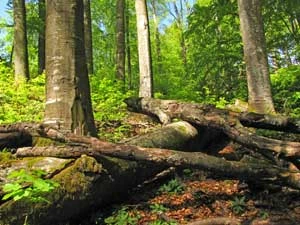 Wielką wewnętrzną siłą, ale i głęboką rezygnacją bije od tych ostatnich potomków dawnych wielkich lasów. Fot. Krzysztof Wojciechowski