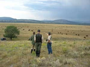 
Yellowstone – najstarszy Park Narodowy na świecie. Dzięki swojej wielkości (około 100 km na 100 km) nie odczuwa się presji sieci dróg i kilkunastu kempingów, mimo kilku milionów odwiedzających rocznie. System kontrolowany, z próbami restytucji oryginalnego składu fauny (reintrodukcja wilków w 1995 r.) i zwalczaniem imigrantów. Model praktycznie nieosiągalny w Europie, stosowany ze zmiennym powodzeniem z Afryce. Fot. Anna Krzeszowska
