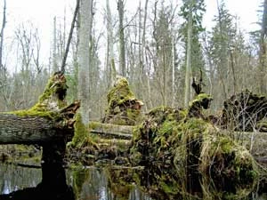Puszcza Białowieska. Fot. Adam Bohdan