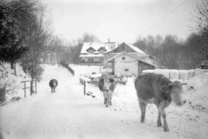 W Myscowej, 2012 rok. Fot. Jakub Michalcewicz