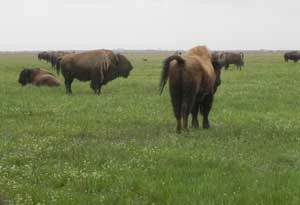 
W stepowym Rezerwacie Biosfery Askania Nowa siano wykorzystuje się do karmienia egzotycznych dla ukraińskiego stepu gatunków, jak bizony. Fot. Kataryna Norenko
