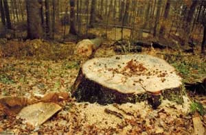 Dolina Turnicy, listopad 1995 r. – trwa wycinka. Fot. Marta Lelek