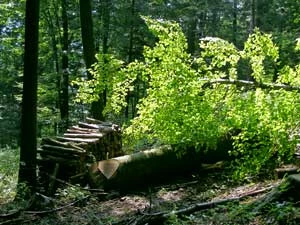Stos drewna bukowego pozostawiony w drzewostanie, w okresie pojawu imagines Rosalia alpina, okolica Uścia Gorlickiego. Fot. Jakub Michalcewicz