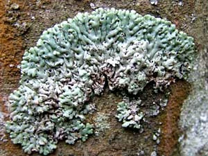 Menegazzia terebrata. Fot. Marta Popławska