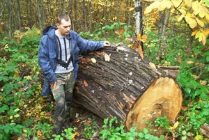 Porzucony przez drwali pień kasztana jadalnego. Fot. Walery Brinich