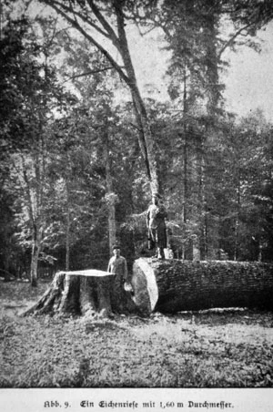 Dąb 1.60 cm reprodukcja z „Bialowies in deutscherVerwaltung” 1917