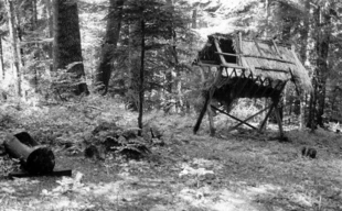 Paśnik i poidło w rezerwacie Krępak – leśnicy dbają o zwierzęta. Fot. Karolina Bielenin