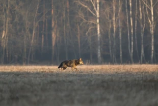Dorosły samiec wilka, prawdopodobnie podczas dyspersji, który został przegoniony przez parę wilków żyjących na tym terenie. Fot. Lech Jędras