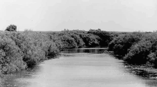 Starorzecze Prypeci. Fot. Andriej Abramčuk