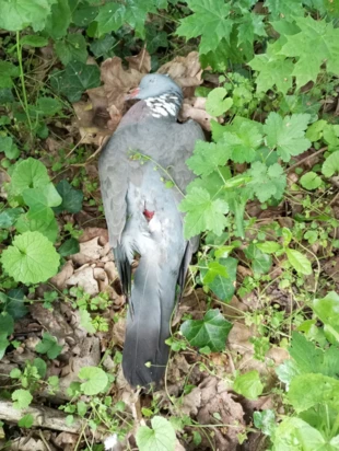 Martwy gołąb. Fot. Amanda Musch